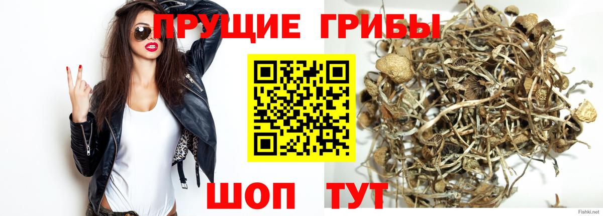 Псилоцибиновые грибы прущие грибы  Псилоцибиновые грибы мицелий  Вход с VPN  Назрань 